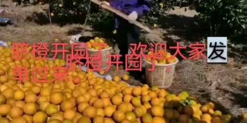 赣南脐橙，中国品质，值得拥有