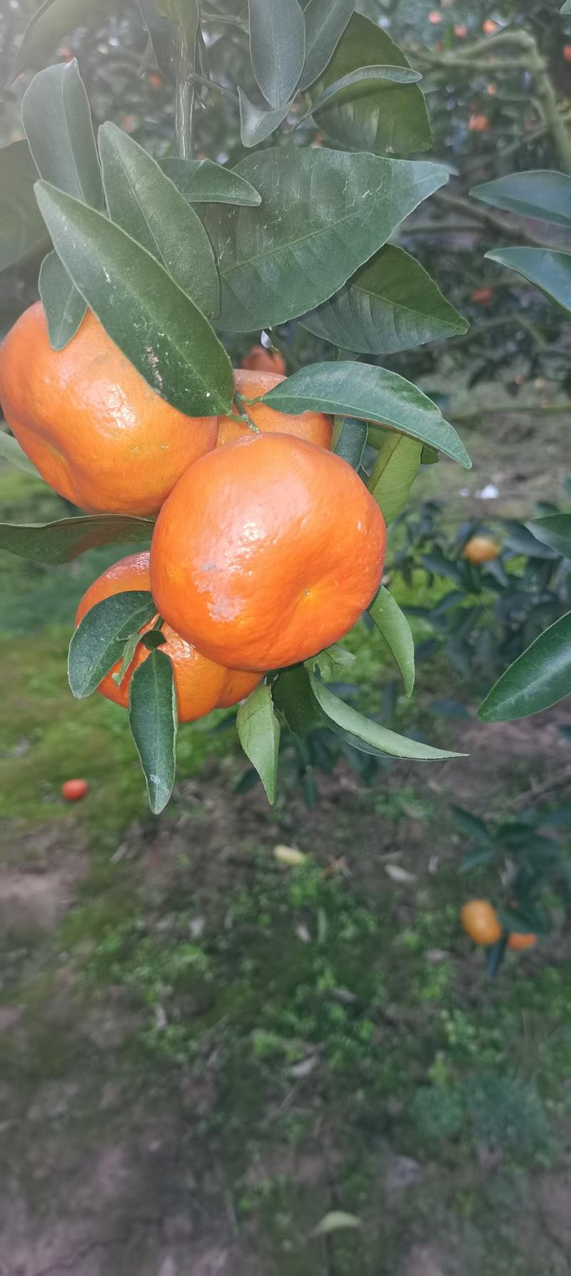 万州古红橘水果产地直发