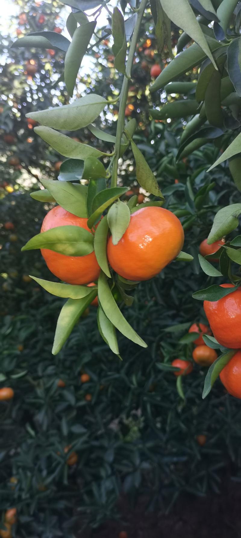 万州古红橘水果产地直发