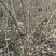 金银木忍冬80---3米丛生金银木