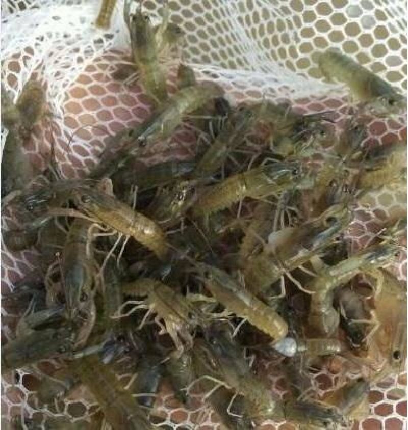 澳洲龙虾苗/基地直供/包回收/提供技术支持