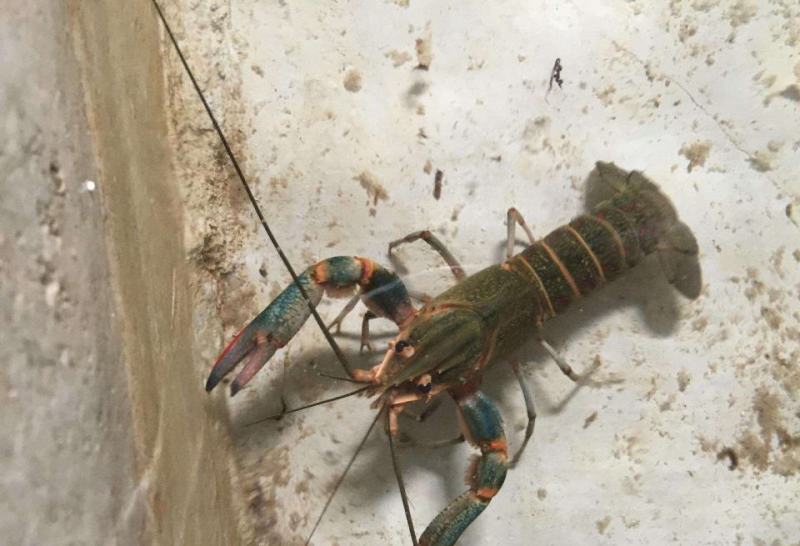澳洲龙虾苗/基地直供/包回收/提供技术支持