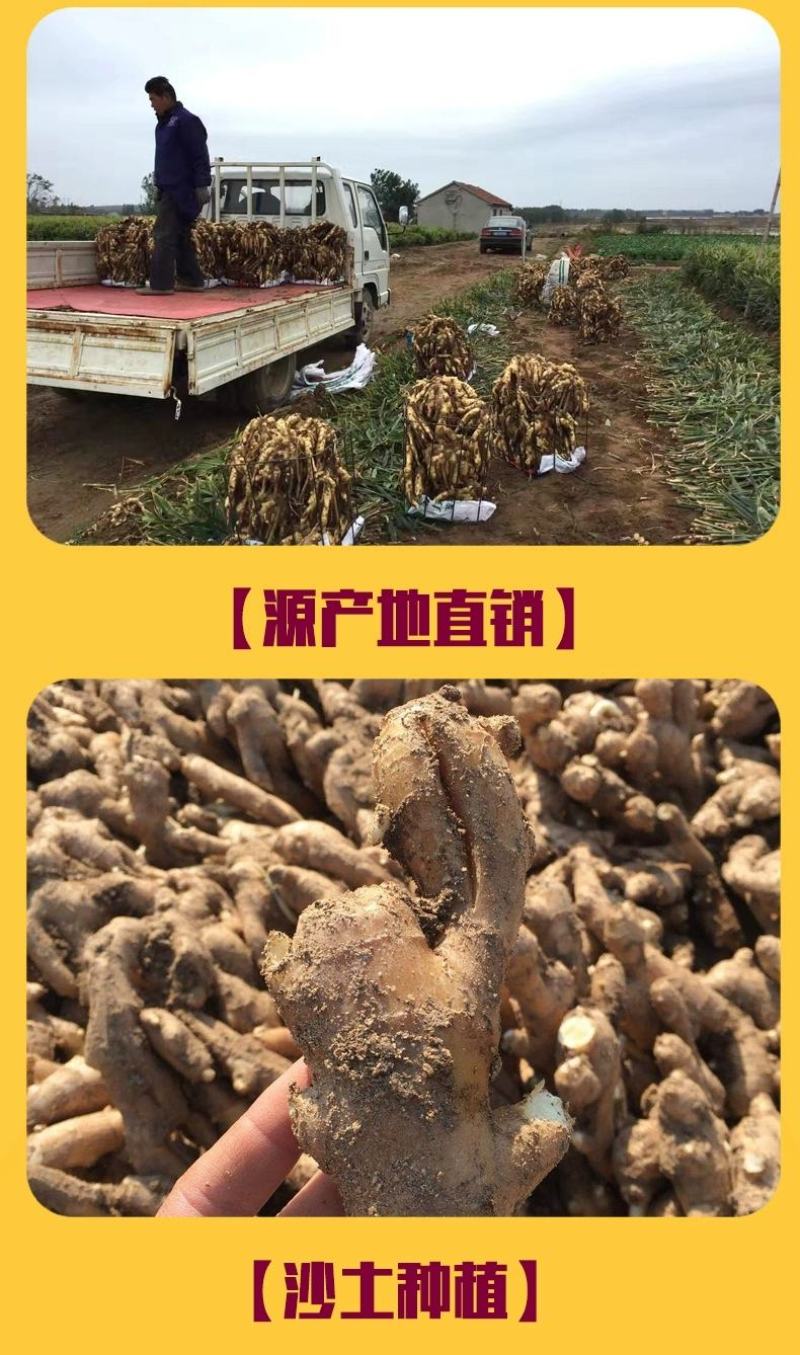 【精】老姜种植基地。产地直邮。价格美丽现挖现发