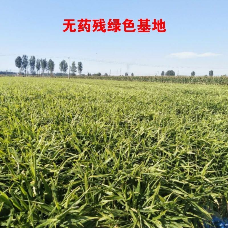 【精】老姜种植基地。产地直邮。价格美丽现挖现发