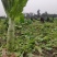 窝笋大量上市产地直销保证质量可长期合作6000起配