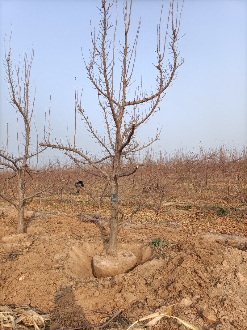 李子树种植户，自家苗无中介规格:8——15公分