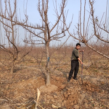 李子树种植户，自家苗无中介规格:8——15公分