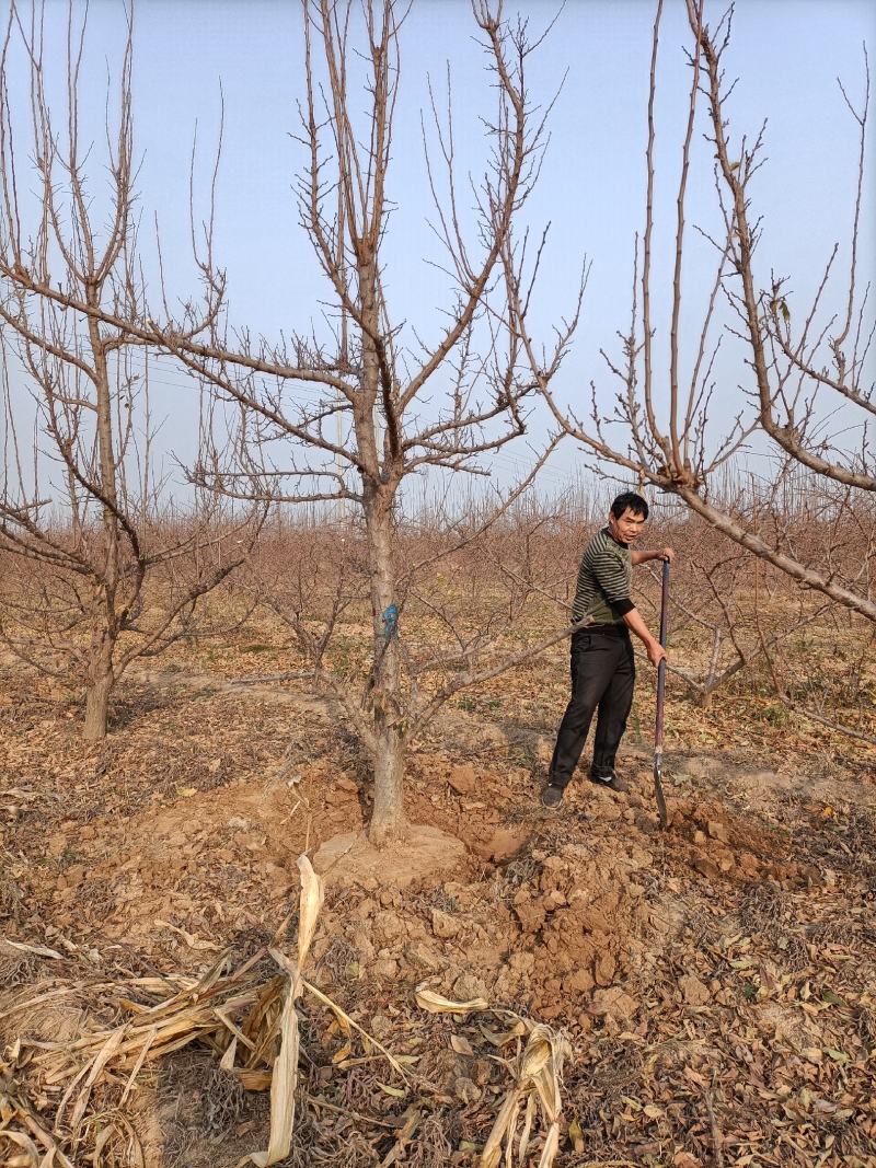 李子树种植户，自家苗无中介规格:8——15公分