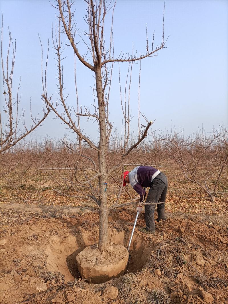 李子树种植户，自家苗无中介规格:8——15公分
