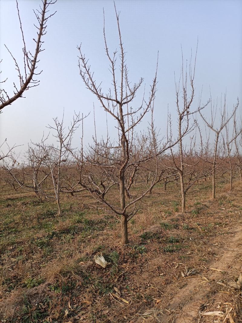 李子树种植户，自家苗无中介规格:8——15公分