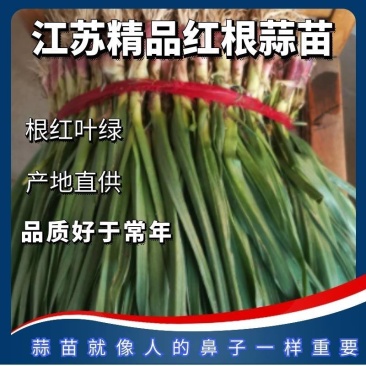 红根蒜苗【专业代办】【产地直供】保证质量，欢迎致电