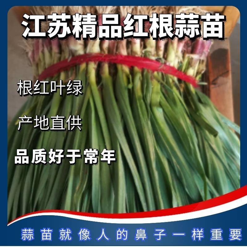 红根蒜苗【专业代办】【产地直供】保证质量，欢迎致电
