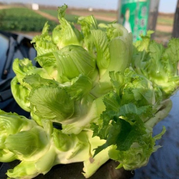 供应精品儿菜，欢迎来电咨询