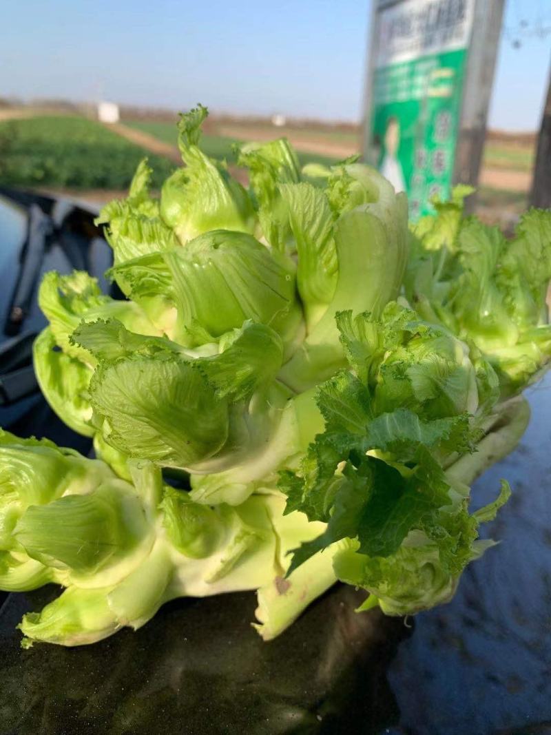 供应精品儿菜，欢迎来电咨询