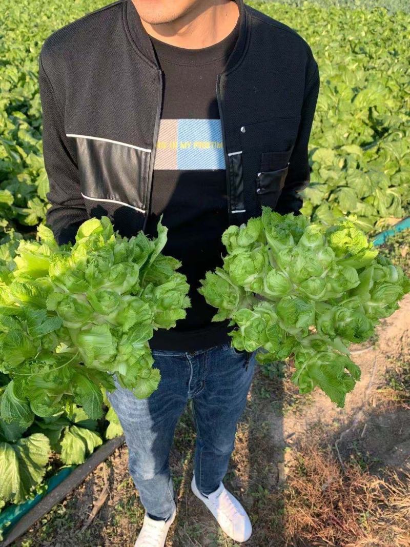 供应精品儿菜，欢迎来电咨询
