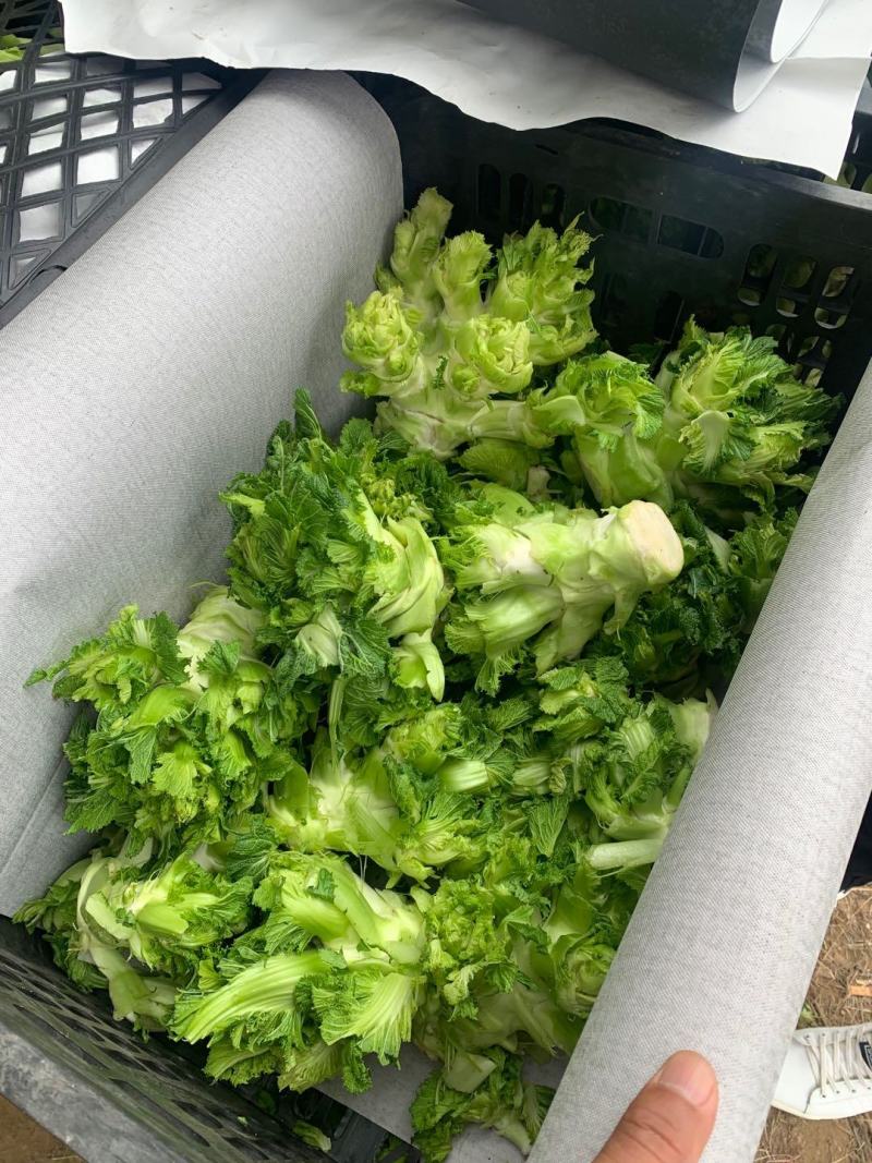 供应精品儿菜，欢迎来电咨询