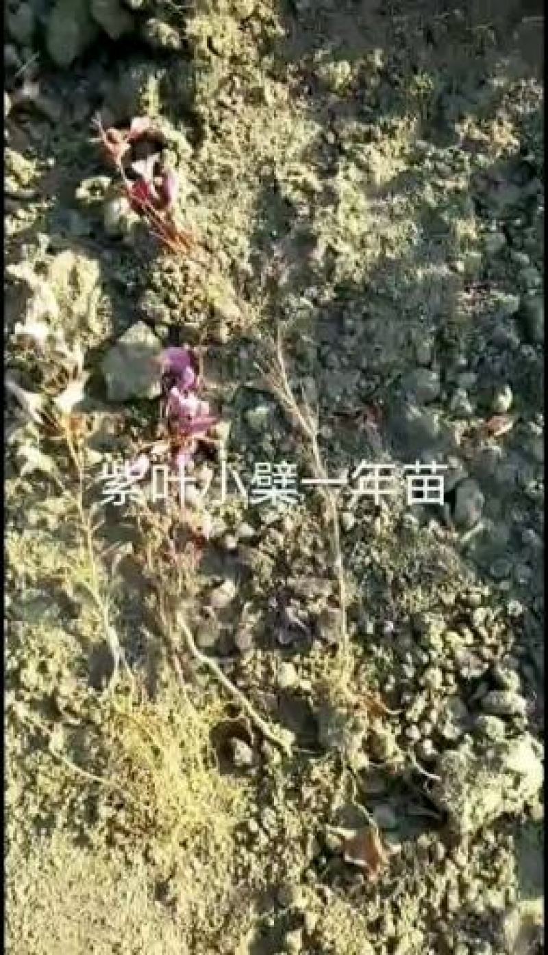 东北耐寒苗木，紫叶小檗小苗，秋季出售中，量大价格优惠！
