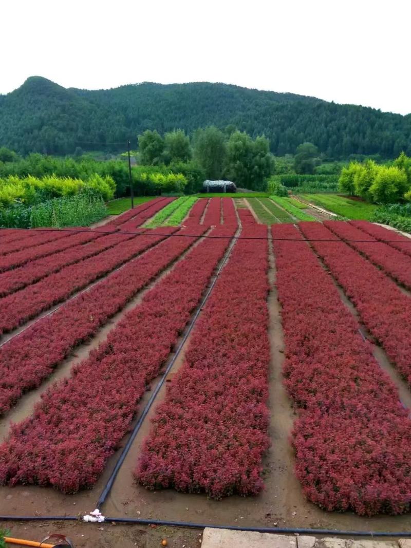 东北耐寒苗木，紫叶小檗小苗，秋季出售中，量大价格优惠！