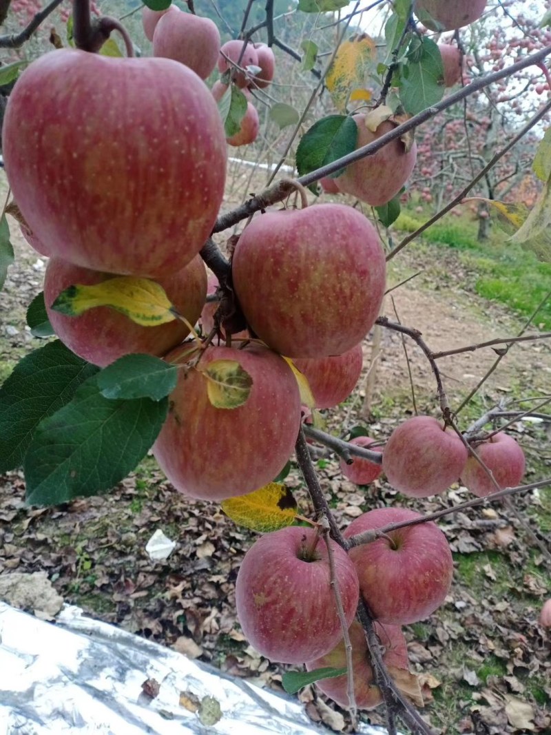 红富士糖心苹果。。。。。