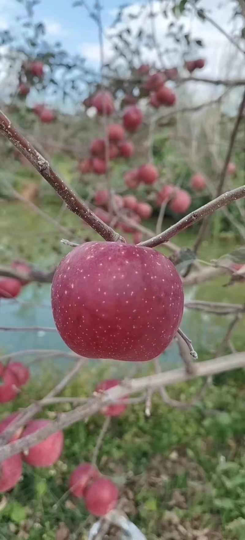 红富士糖心苹果。。。。。