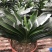常年供应精品君子兰