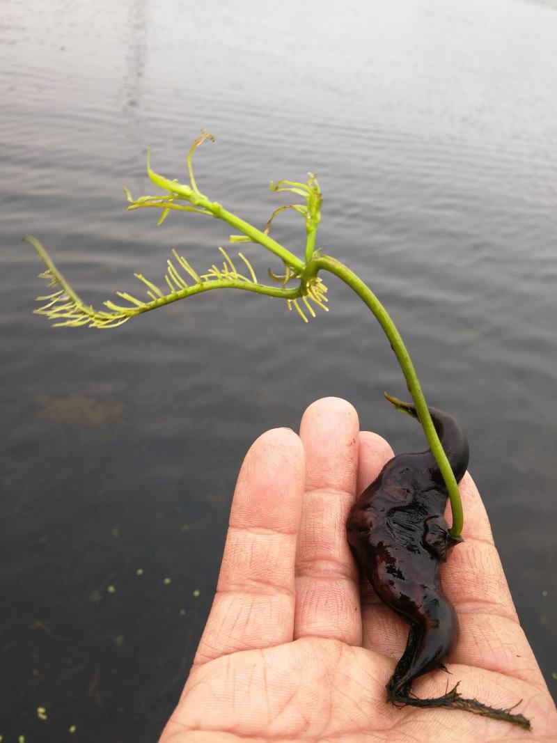 脱皮菱角大量供应新鲜青菱角，菱角米，1万亩菱角基地