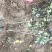 紫穗槐自家苗圃自产自销100亩紫穗槐