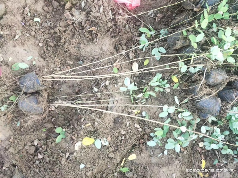 紫穗槐自家苗圃自产自销100亩紫穗槐