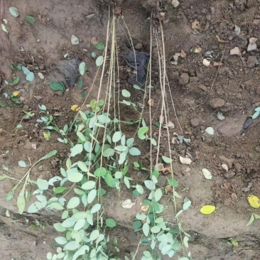 紫穗槐自家苗圃自产自销100亩紫穗槐