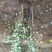 紫穗槐自家苗圃自产自销100亩紫穗槐