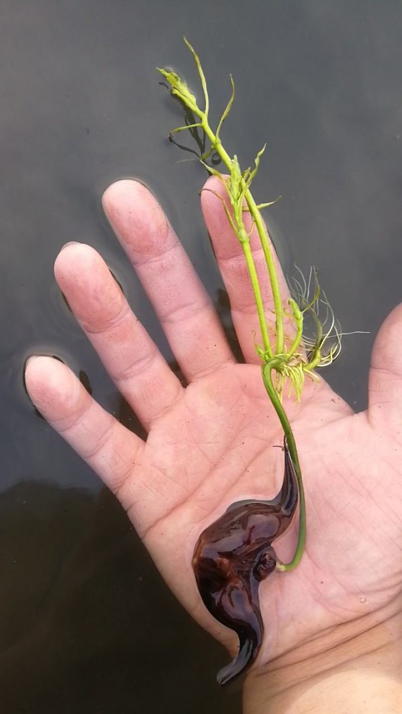 大量供应菱角种种苗新鲜菱角嫩菱角老菱角菱