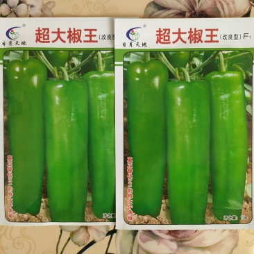 辣椒种子菜椒种子泡椒种子大海椒种子大果辣椒种子