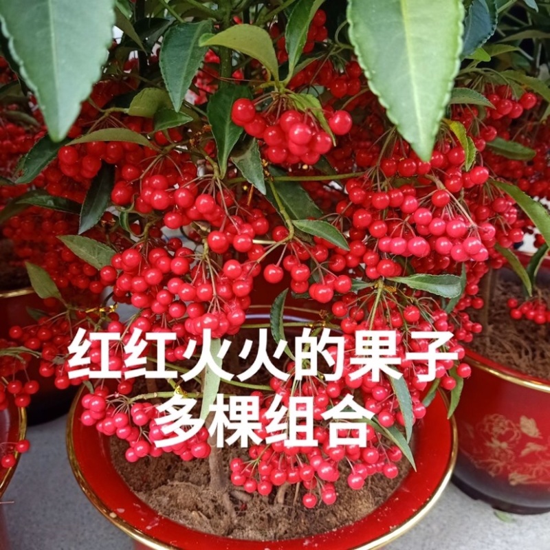 室内盆栽花卉富贵籽朱砂根红凉伞黄金万两净化空气阳台办公桌