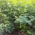 蔷薇蔷薇花野蔷薇爬墙梅