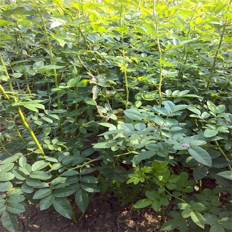 蔷薇蔷薇花野蔷薇爬墙梅