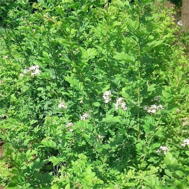 蔷薇蔷薇花野蔷薇爬墙梅