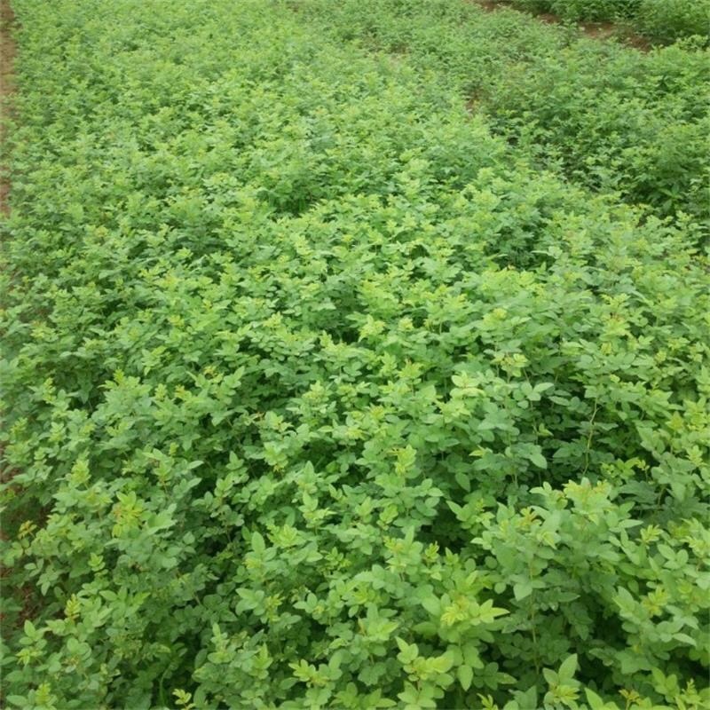 蔷薇蔷薇花野蔷薇爬墙梅