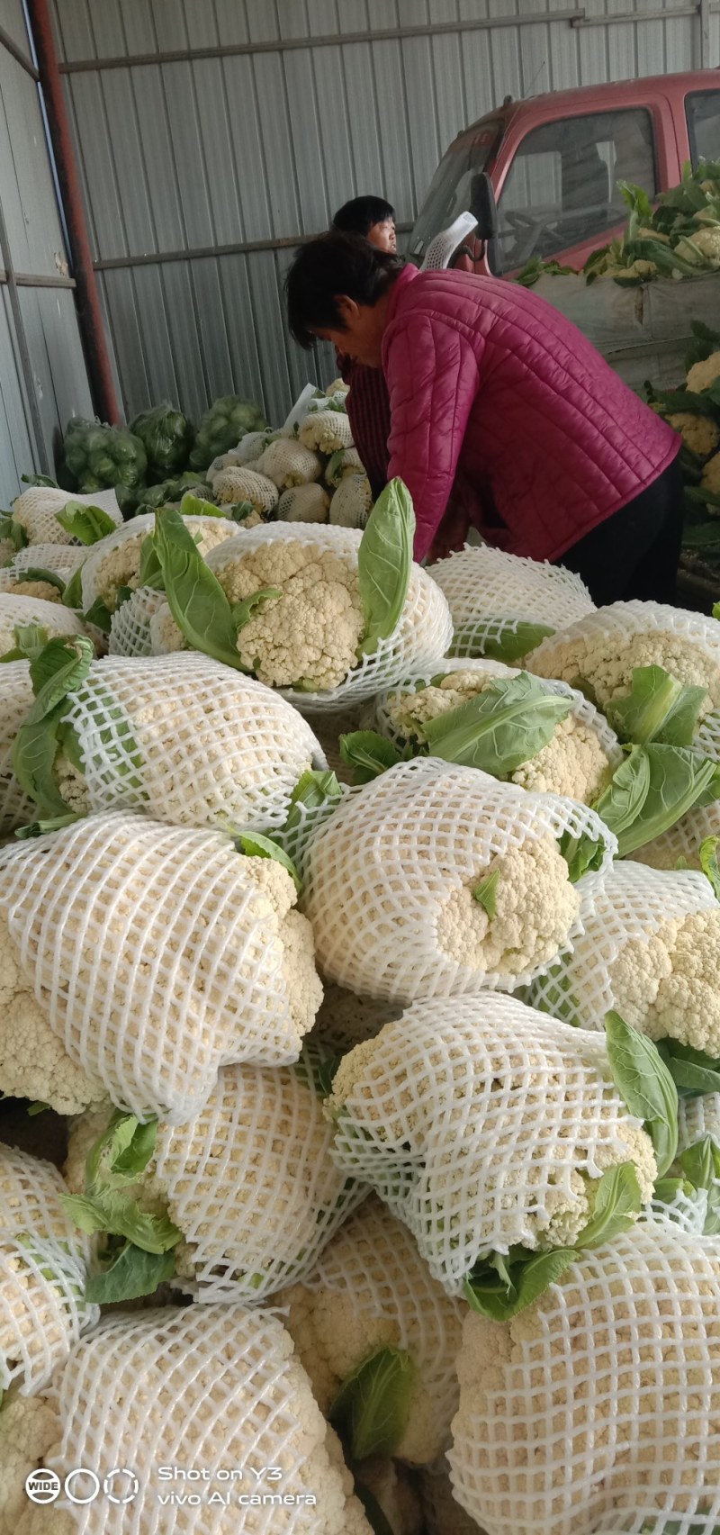 有机花菜，砀山本地一手货源，乳白，青梗，散花欢迎来电