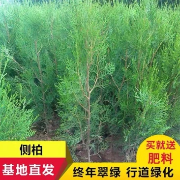 当年种植侧柏苗4cm以下，基地直供，量大量大