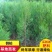 当年种植侧柏苗4cm以下，基地直供，量大量大