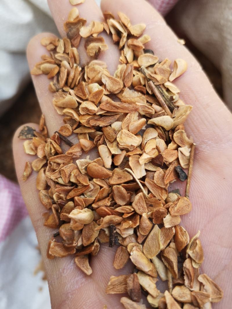 香椿种子红油香椿种子去翅净籽产地供应保证出芽率90%以上