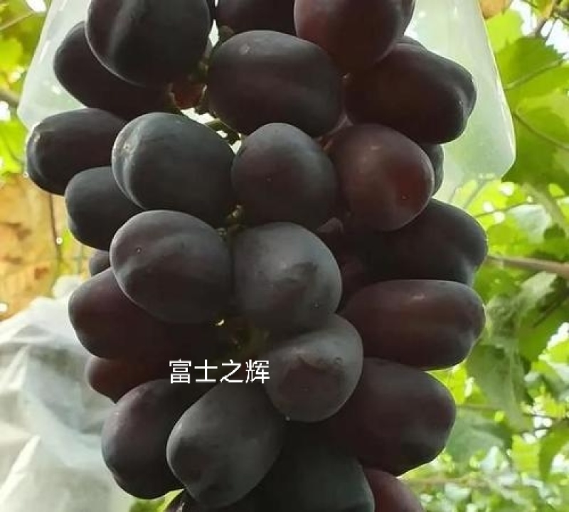 阳光玫瑰，阳光十三，香印青提，红玫瑰富士之辉，葡之梦