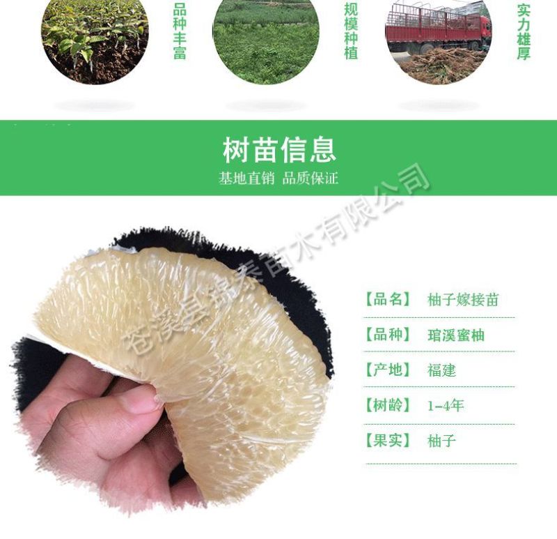 四川柚子树苗琯溪蜜柚树苗包成活白肉柚子苗白心晚熟蜜柚树苗