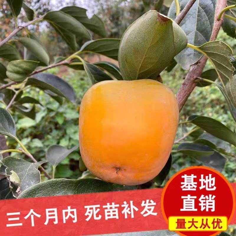柿子树苗，品种齐全，现起现发，送生根粉，保证成活率。