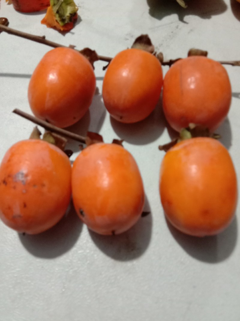 柿子树苗，品种齐全，现起现发，送生根粉，保证成活率。