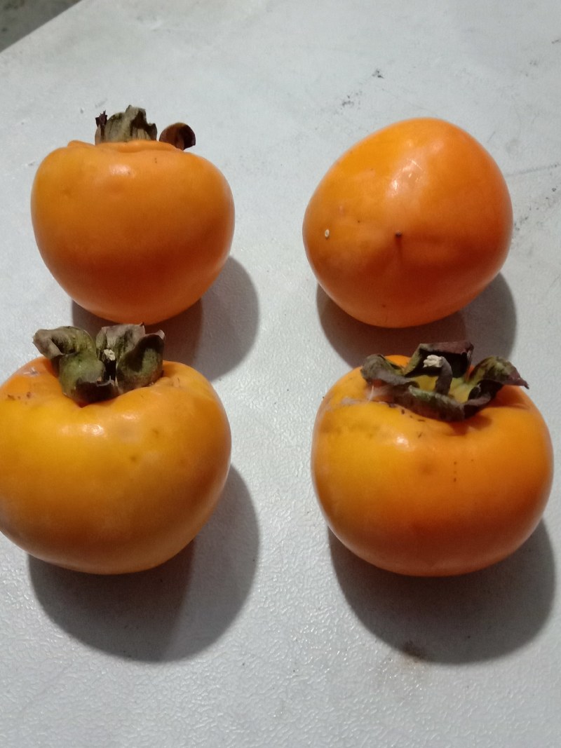 柿子树苗，品种齐全，现起现发，送生根粉，保证成活率。