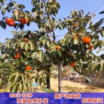 柿子树苗，品种齐全，现起现发，送生根粉，保证成活率。