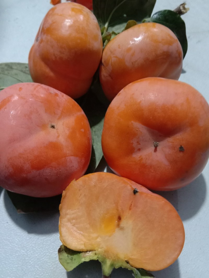 柿子树苗，品种齐全，现起现发，送生根粉，保证成活率。