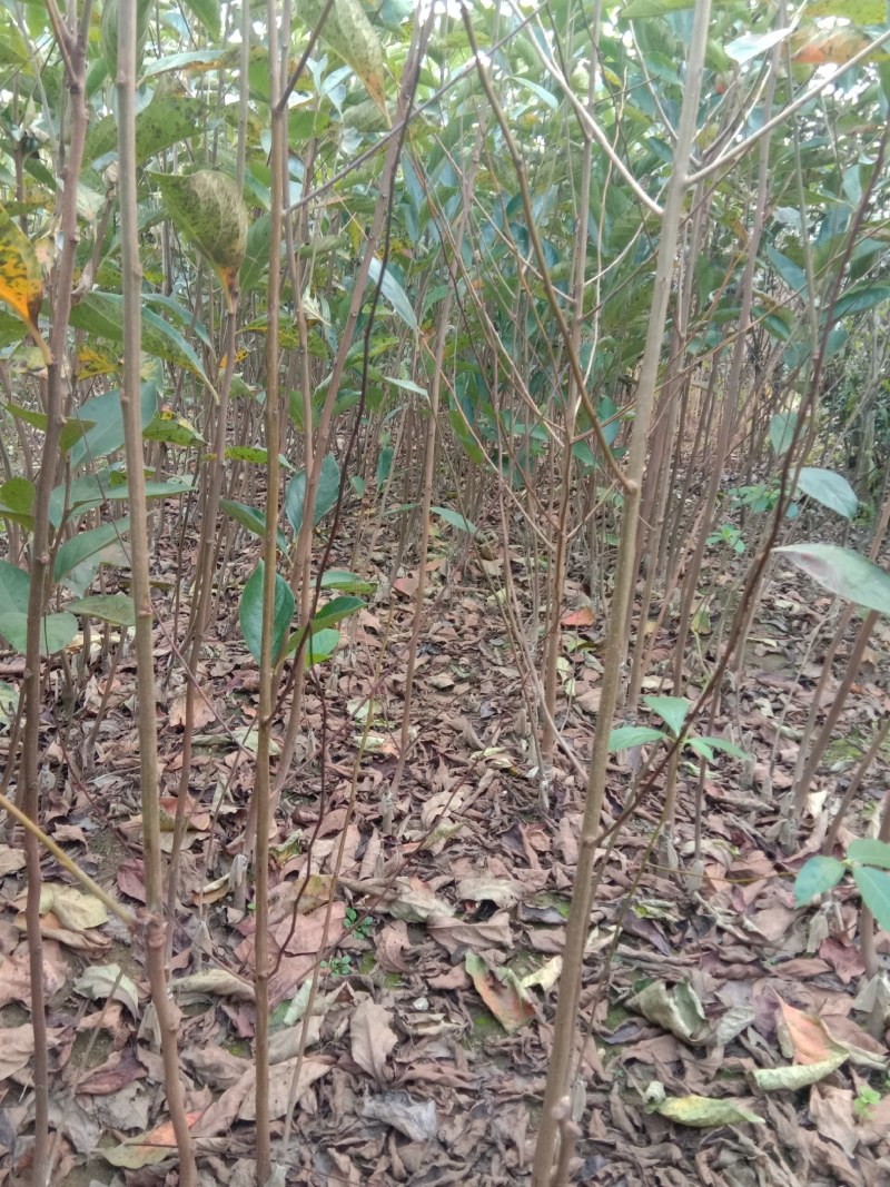 柿子树苗，品种齐全，现起现发，送生根粉，保证成活率。