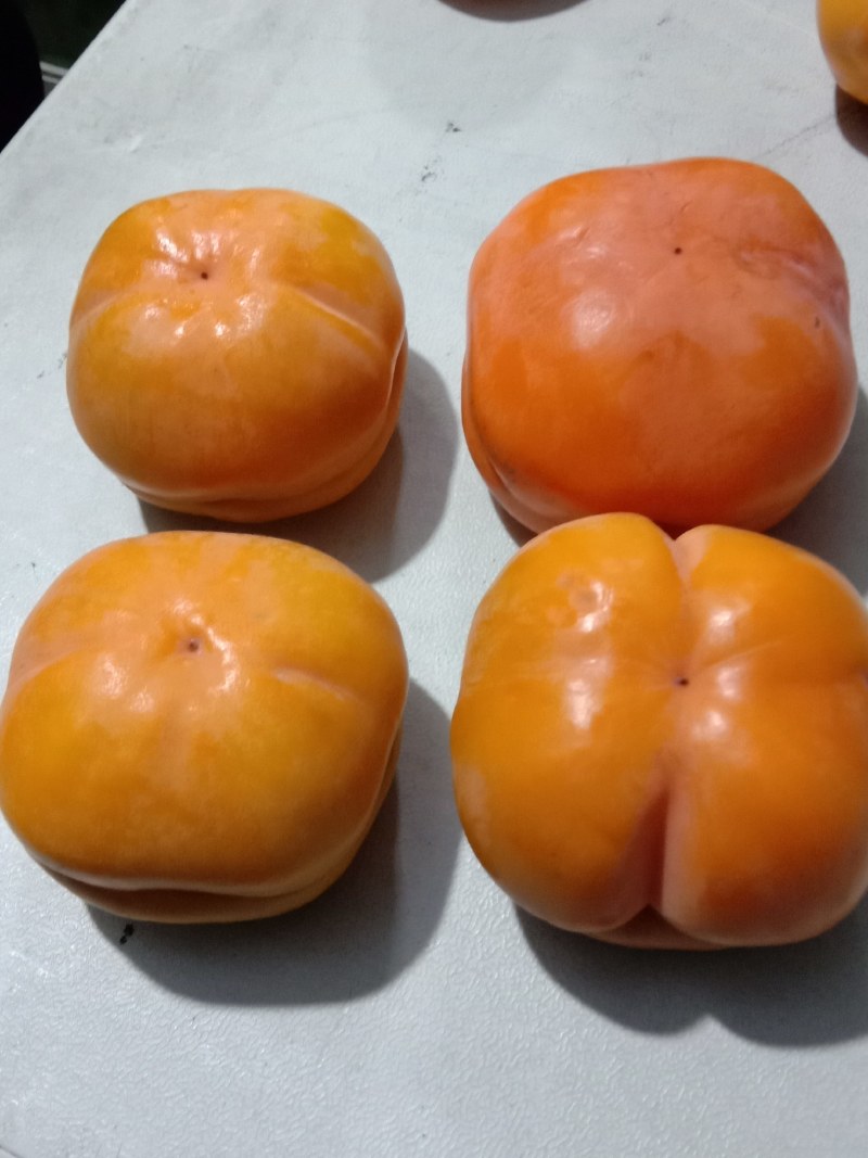 柿子树苗，品种齐全，现起现发，送生根粉，保证成活率。